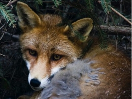 05-renard3-1.jpg