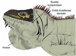 iguane-tête-1.jpg