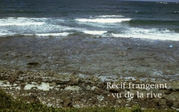 01Récif_frangeant2-1.jpg