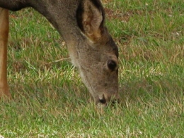 Cerf_mulet_7.jpg