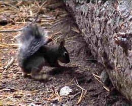 Spermophilus lateralis4.jpg