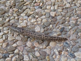 limax maximus,limace léopard,andré guyard