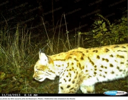 Lynx-à-Chailluz.jpg