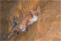 Renard-M-Cottet-450.jpg