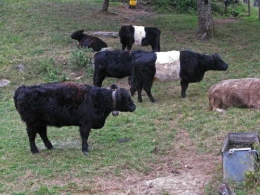 Vachesgalloway.jpg