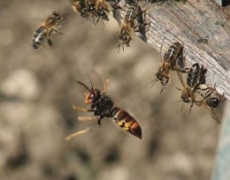 espèces invasives,frelon asiatique,abeilles,piègeage