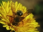 abeilles,pathologie des abeilles,nosema,gaucho