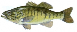 Black-bass ptte bouche001-1.jpg