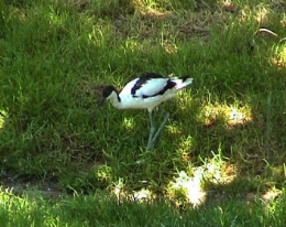 Avocette3.jpg