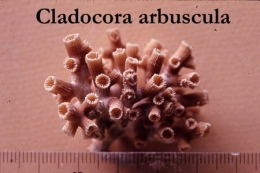 26Cladocora-arbuscula-1.jpg