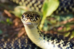 couleuvre verte et jaune,hierophis viridiflavus,serpents non venimeux,ophidiens