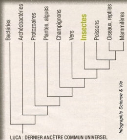 insectes,phylogénie,phylogenèse,arbre phylogénétique