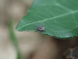 nymphe-de-tique-ixodes-ricinus-sur-la-vegetation-a-l-affut-d-un-hote-2---ille-et-vilaine-2016--gregoire-perez.gif