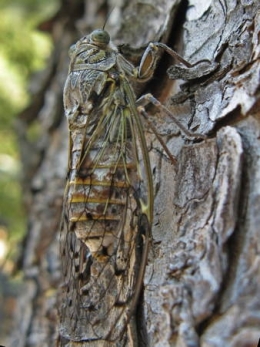 insectes,homoptères,cigale,cicadidés,cicadidae