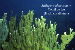 02Millepora alcicornis-1.jpg