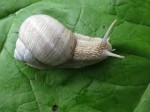 Helix_pomatia_L_39-1.jpg