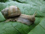 Helix_pomatia_L_21-1.jpg