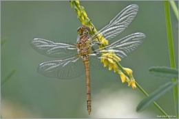 Orthetrum-coerulescens-450.jpg