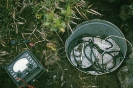 Guadeloupe_Soufrière_Carmichaël_1977_057-1.jpg