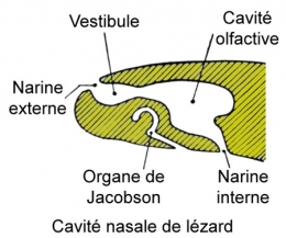 reptiles,sauriens,lacertidés,lézard ocellé