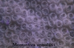 047Montastrea annularis-1.jpg