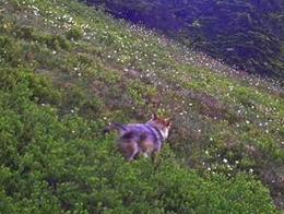 loup,jura,prédateurs