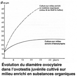 Fig_M_diamètre ovocytaire_culture-1.jpg