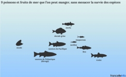 9-poissons-et-fruits-de-mer-que-l'on-peut-manger-sans-menacer-la-survie-des-espèces-450.jpg