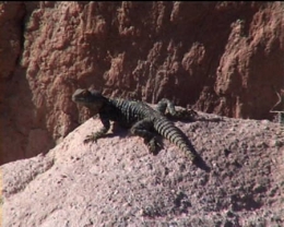 Uromastyx02.jpg