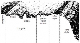 récif-cote-au-vent_01-1.jpg