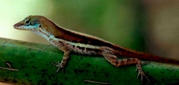 Anolis_wattsi_f-1.jpg