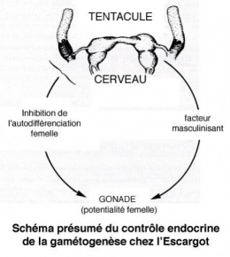 Fig_S_contrôle_endocrine1.jpg