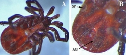 3_Ixodes_face_ventrale-1.jpg