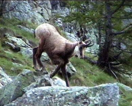 Chamois_femelle1.jpg