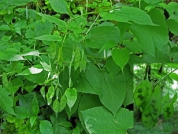 Lunaire vivace, Lunaire odorante (Lunaria rediviva)_1551.jpg