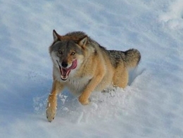 loup, suède,extinction d'espèces,prédation humaine,prédation,prédateurs, grands canidés,