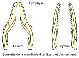 reptiles,sauriens,lacertidés,lézard ocellé