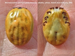 tique,ixode,maladie de lyme,parasitologie,ectoparasites,vecteurs de maladie,acariens,arachnides,arthropodes