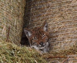 lynx,jura,franche-comté,raydelet,biodiversité,prédateurs,loup-cervier,felis lynx