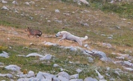 loup,attaques,prédateurs,patou,montagne des pyrénées,chien des pyrénées