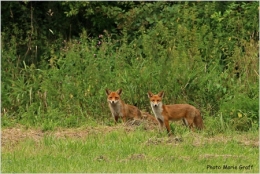 renard,dominique delfino,marie graf,photographe naturaliste et animalier