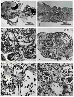 4_culture_gonade_gglion_cerebroide_pl_41.jpg