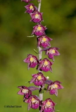 Epipactis atrorubens.jpg