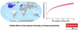 Effet-global-de-la-diversité-des-essences-forestières-sur-la-productivité-forestière-450.jpg