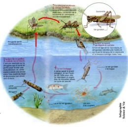 nematomorpha,gordiidae,parasites manipulateurs