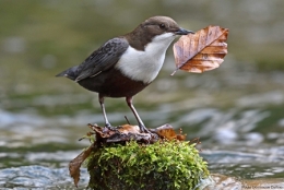 dominique delfino,cincle d'eau,pays de montbéliard,