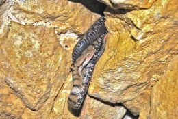 michel cottet,dominique delfino,photographe naturaliste et animalier,aspic,vipères,reptiles,ophidiens