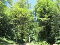 dolines,thise,forêt de chailluz