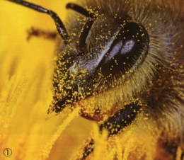 abeilles,pathologie des abeilles,nosema,gaucho