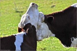 dominique delfino,photographe naturaliste et animalier,vaches montbéliardes